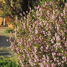 Londe les Maures