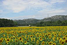 Saumane de Vaucluse