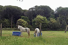 Camargue