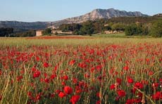 Provence