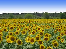 FP-Sonnenblumen