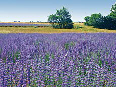 Einzelhaus Les Cerises Einzelhaus Les Cerises